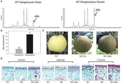 MYB1R1 and MYC2 Regulate ω-3 Fatty Acid Desaturase Involved in ABA-Mediated Suberization in the Russet Skin of a Mutant of ‘Dangshansuli’ (Pyrus bretschneideri Rehd.)